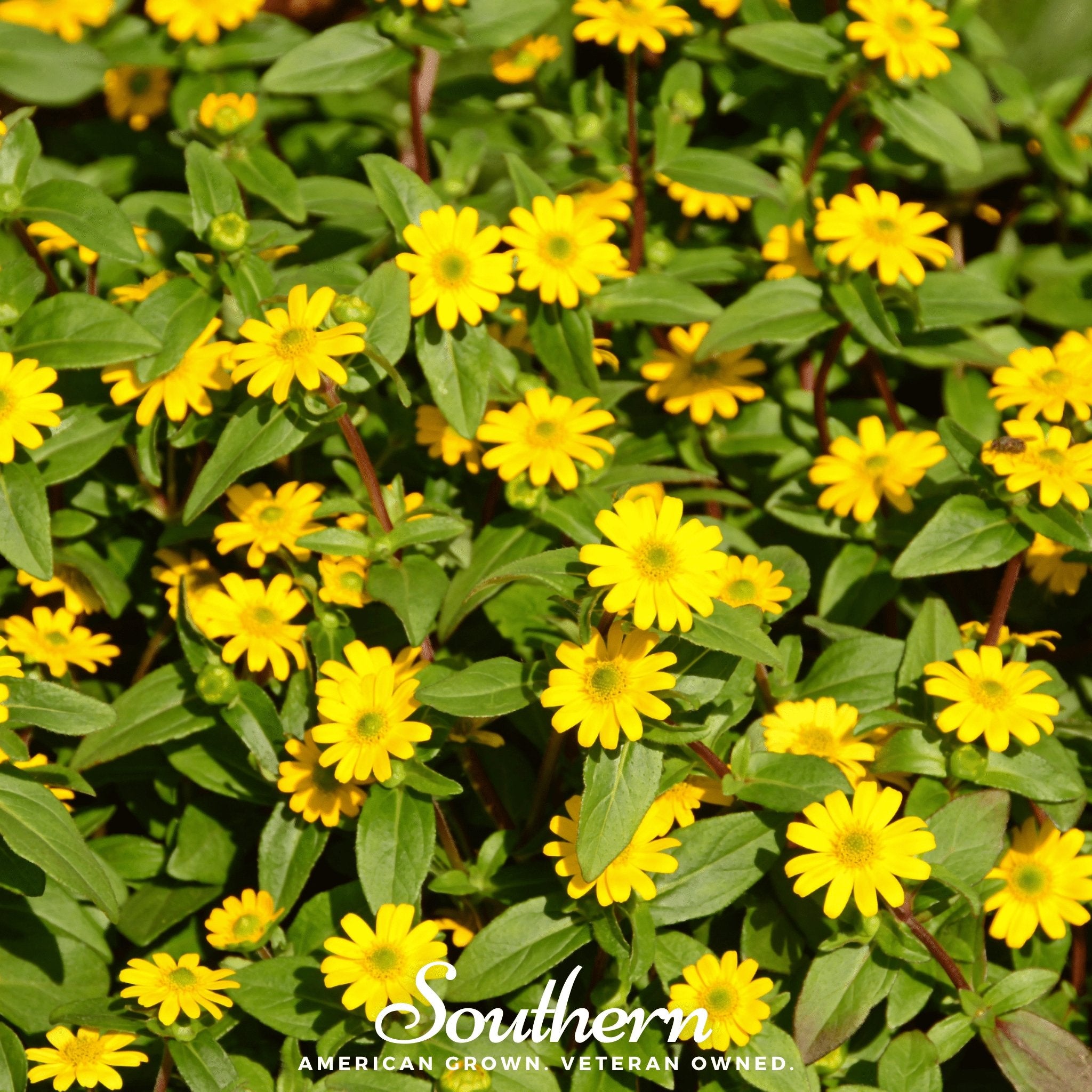 Zinnia, Creeping (Sanvitalia procumbens) - 100 Seeds - Southern Seed Exchange