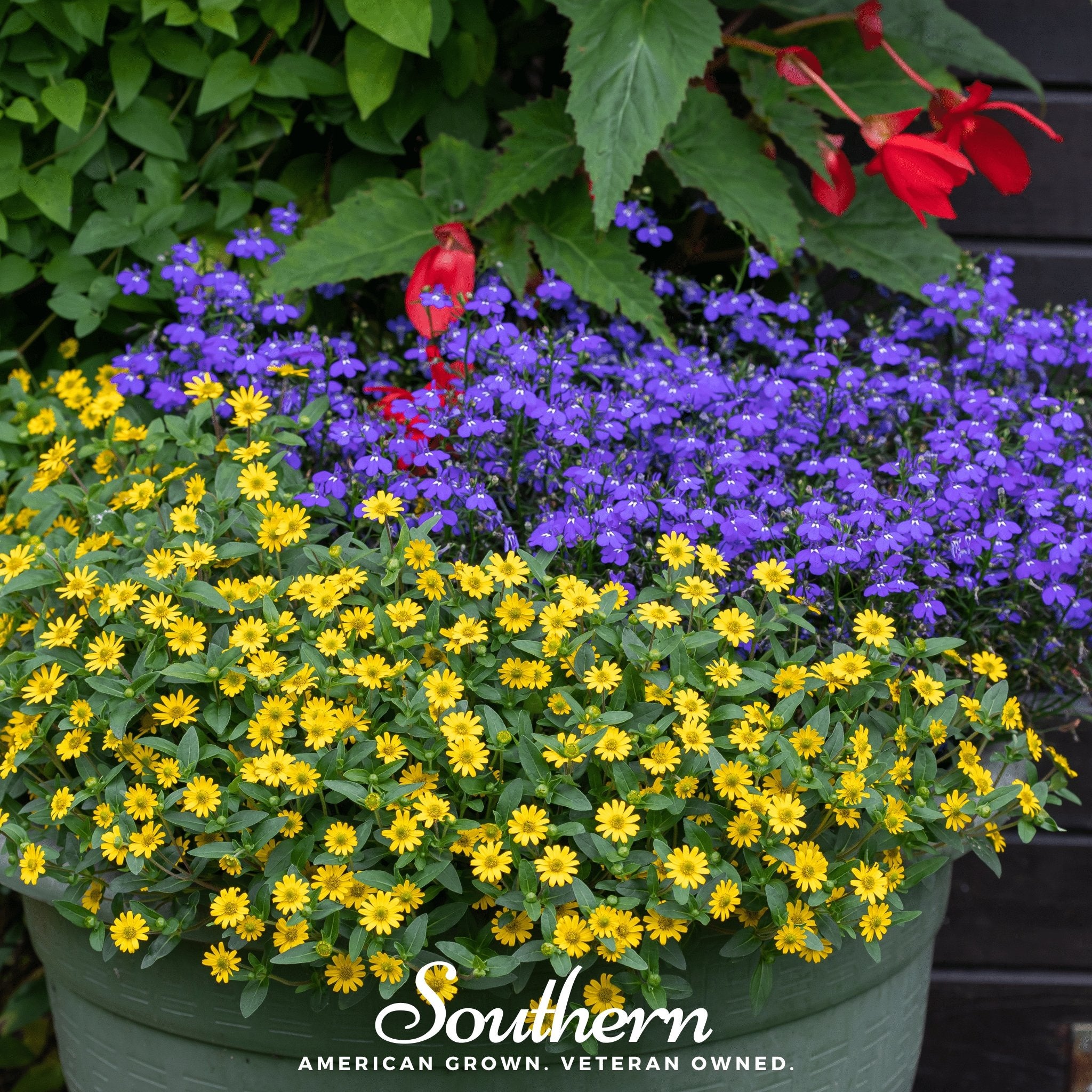 Zinnia, Creeping (Sanvitalia procumbens) - 100 Seeds - Southern Seed Exchange