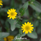 Zinnia, Creeping (Sanvitalia procumbens) - 100 Seeds - Southern Seed Exchange