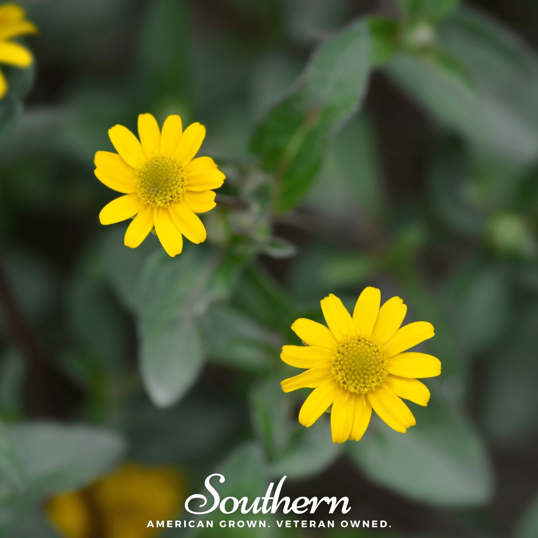 Zinnia, Creeping (Sanvitalia procumbens) - 100 Seeds - Southern Seed Exchange