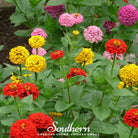 Zinnia, Lilliput (Zinnia elegans) - 100 seeds - Southern Seed Exchange