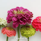 Zinnia, Lilliput (Zinnia elegans) - 100 seeds - Southern Seed Exchange