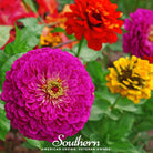 Zinnia, Lilliput (Zinnia elegans) - 100 seeds - Southern Seed Exchange