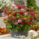 Zinnia, Lilliput (Zinnia elegans) - 100 seeds - Southern Seed Exchange