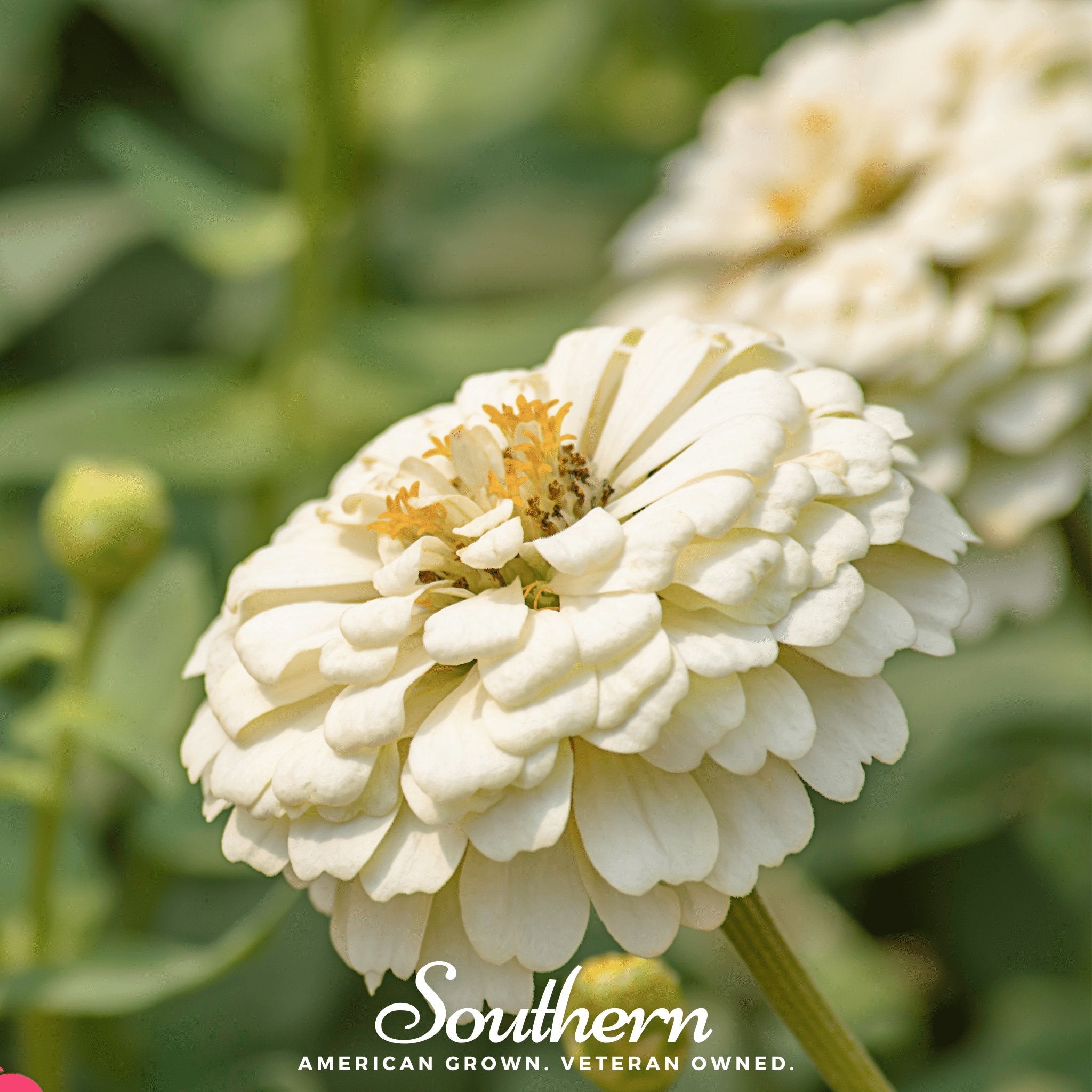 Zinnia, Polar Bear (Zinnia elegans) - 100 Seeds - Southern Seed Exchange