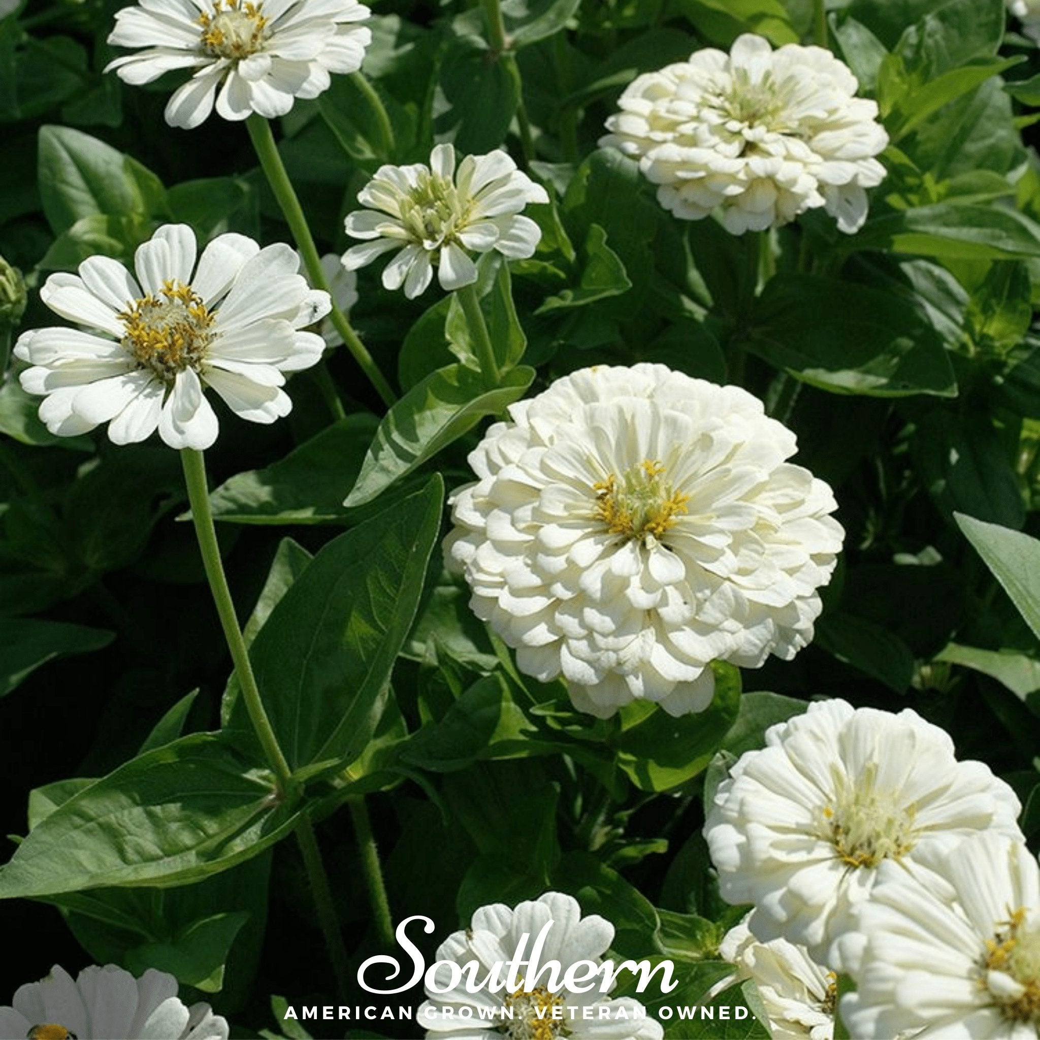 Zinnia, Polar Bear (Zinnia elegans) - 100 Seeds - Southern Seed Exchange