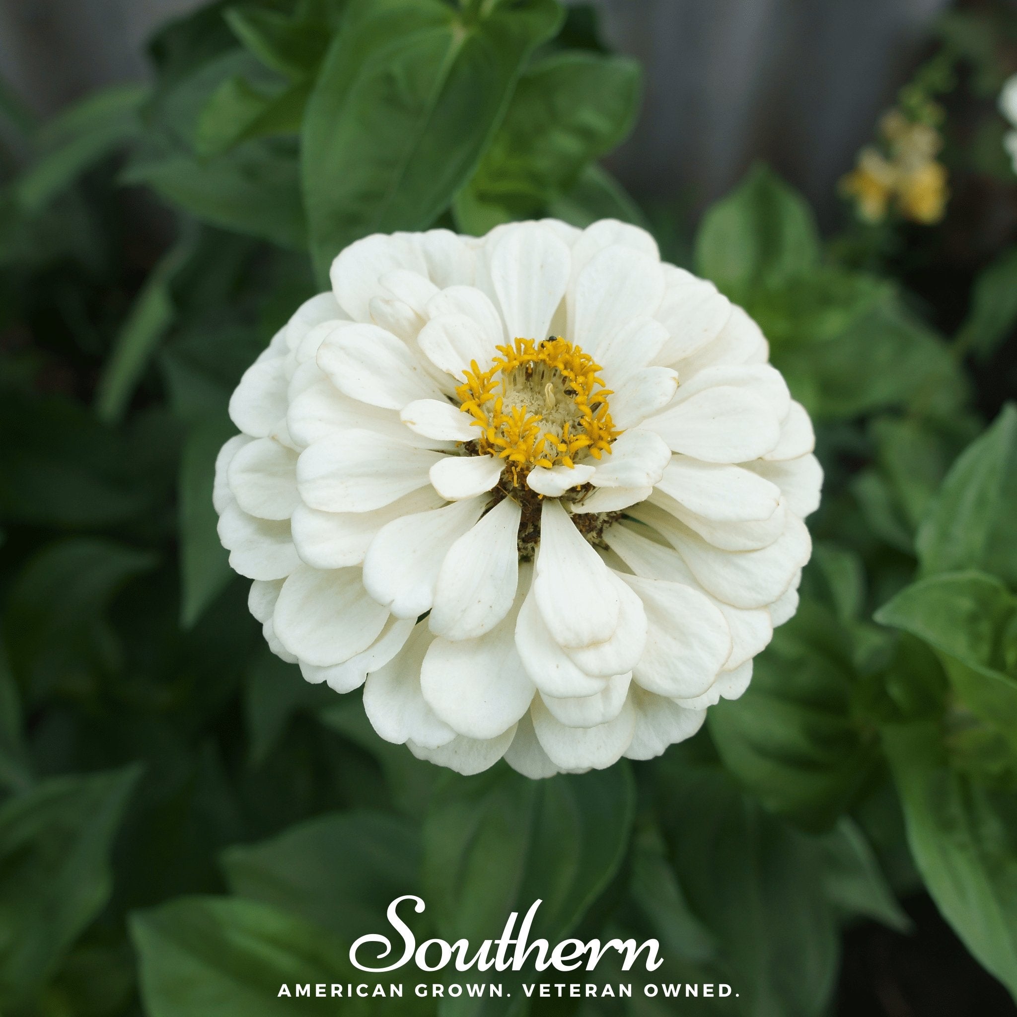 Zinnia, Polar Bear (Zinnia elegans) - 100 Seeds - Southern Seed Exchange