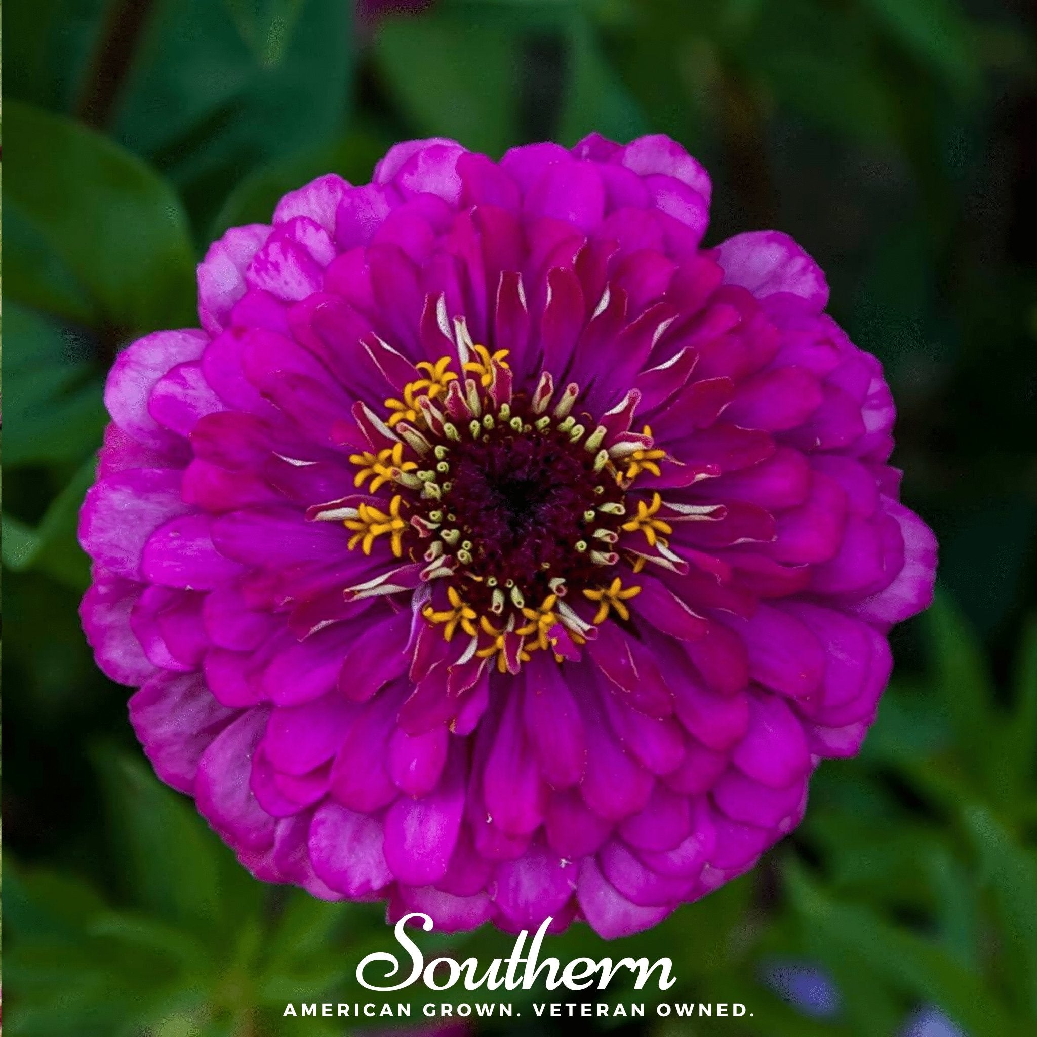 Zinnia, Purple Prince (Zinnia elegans) - 100 Seeds - Southern Seed Exchange