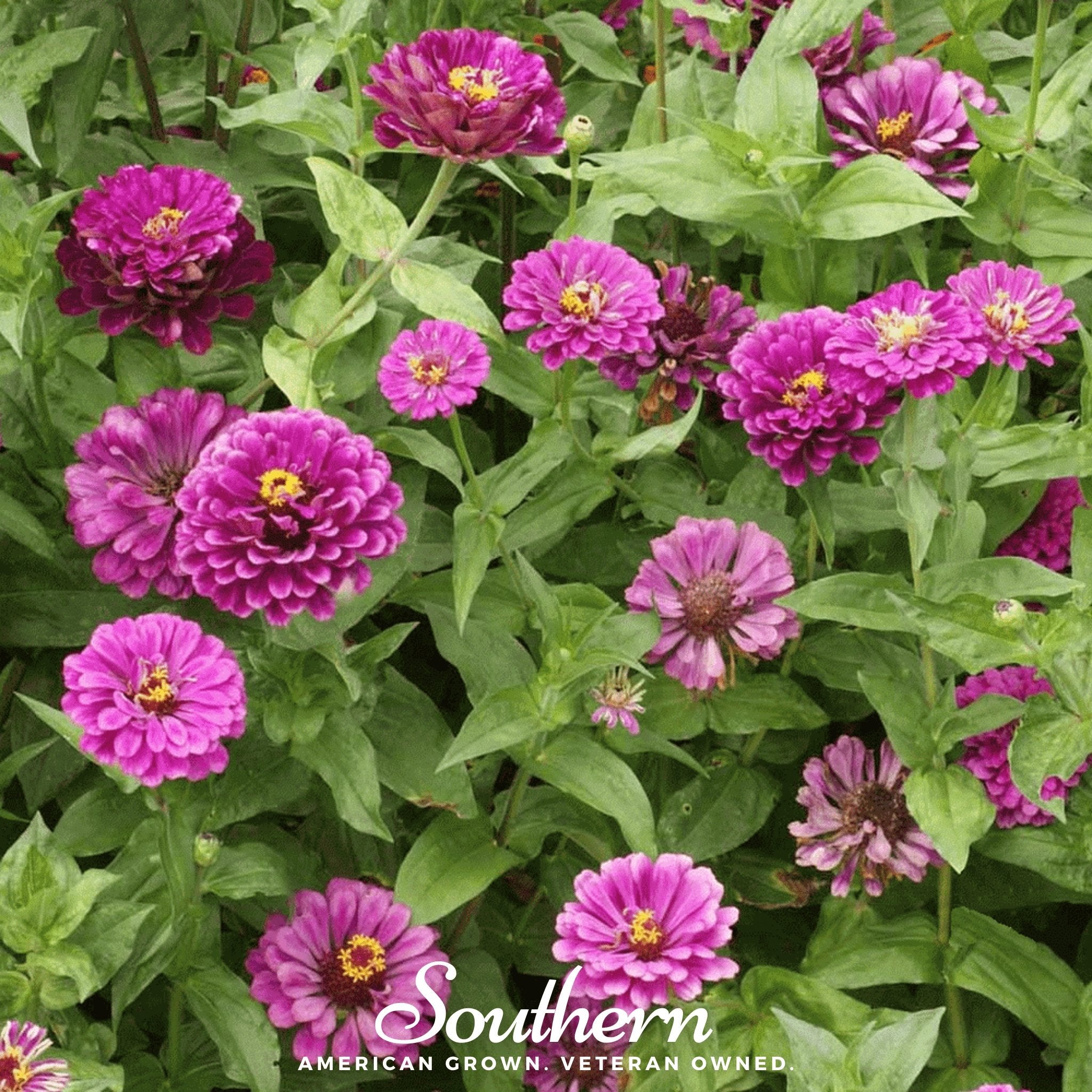 Zinnia, Purple Prince (Zinnia elegans) - 100 Seeds - Southern Seed Exchange