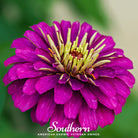 Zinnia, Purple Prince (Zinnia elegans) - 100 Seeds - Southern Seed Exchange