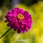 Zinnia, Purple Prince (Zinnia elegans) - 100 Seeds - Southern Seed Exchange